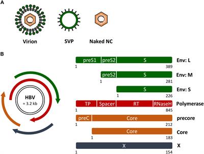 Host Cell Rab GTPases in Hepatitis B Virus Infection